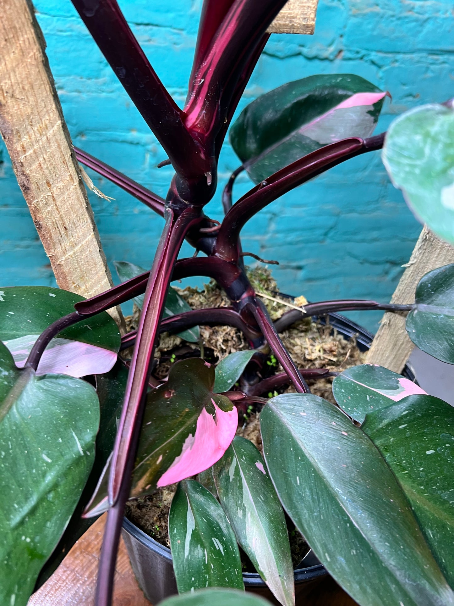 Philodendron-Pink princess Trellis 10”
