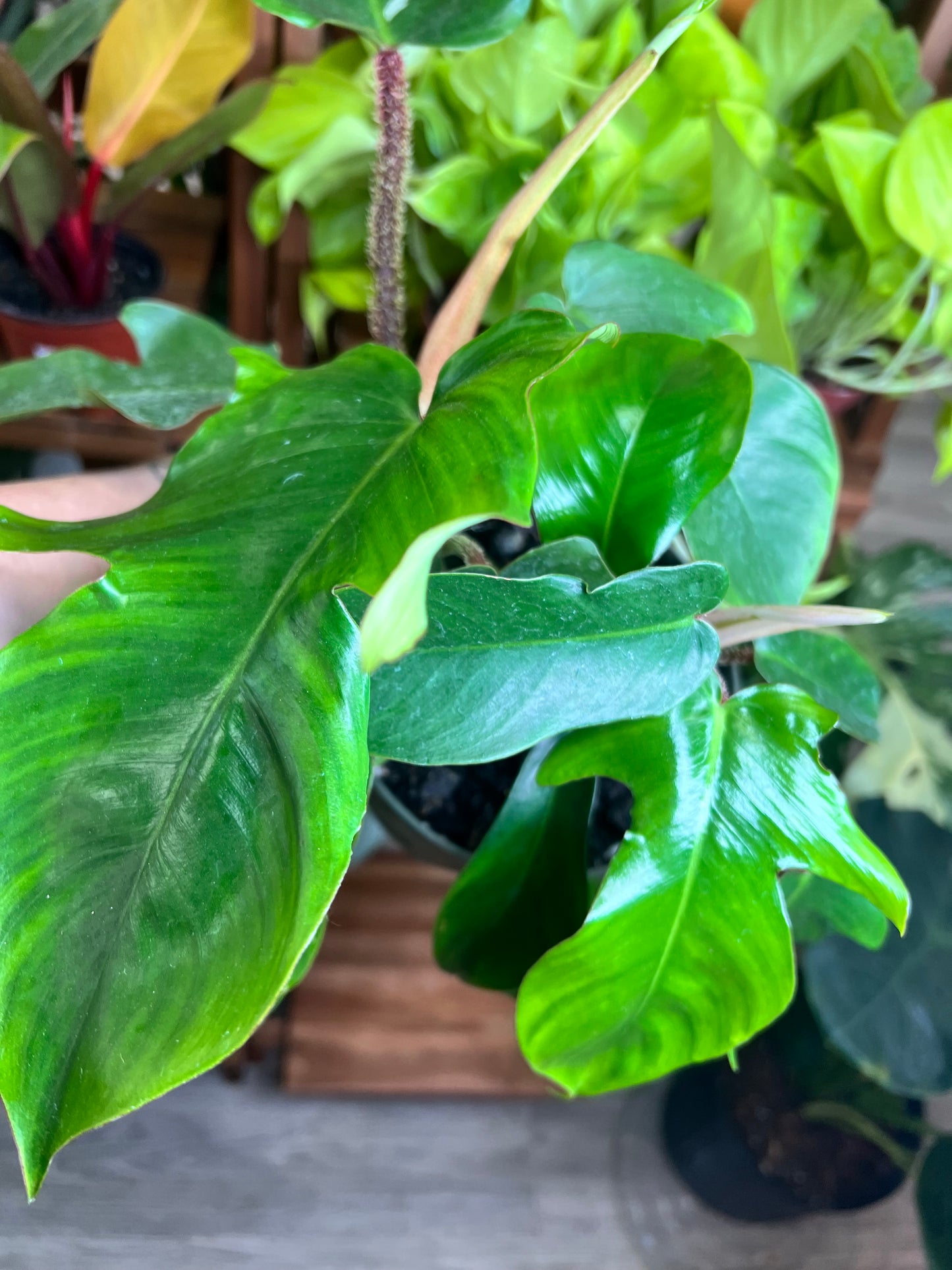 Philodendron Squamiferum 6” (Red Bristle)
