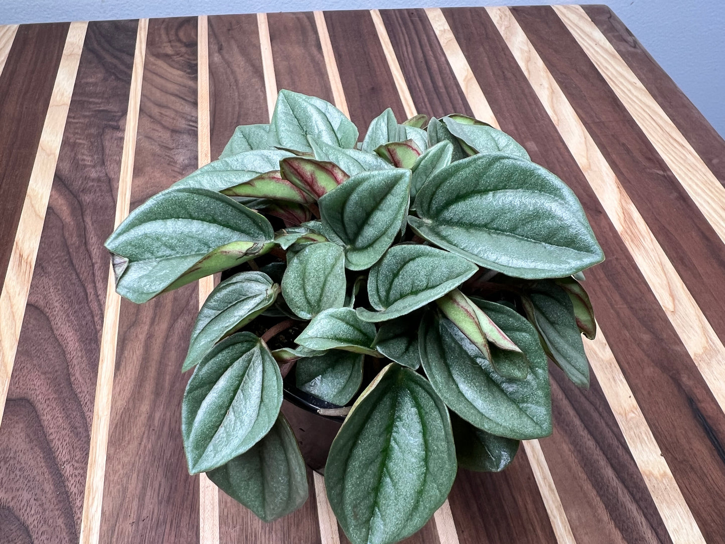 Peperomia Shiny Bush