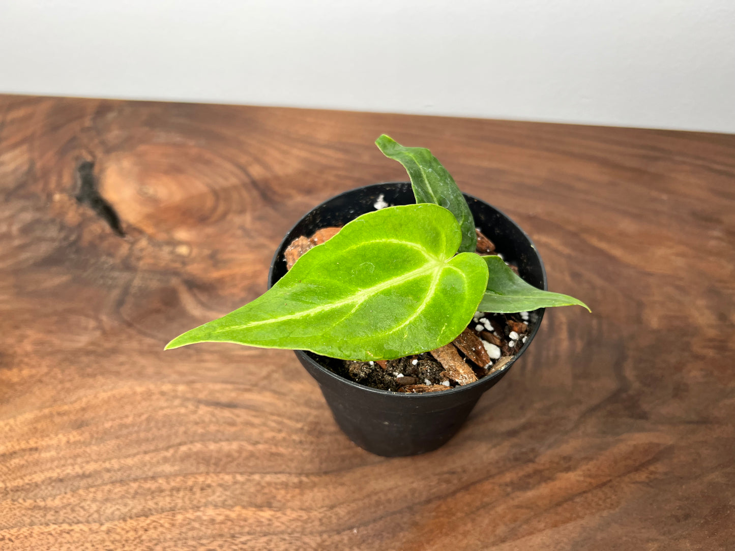Anthurium Magnificum 4”