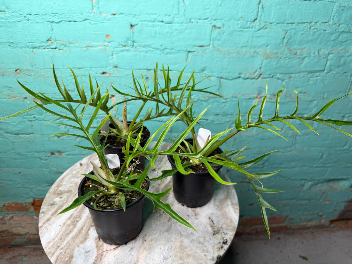 Philodendron Tortum 4”