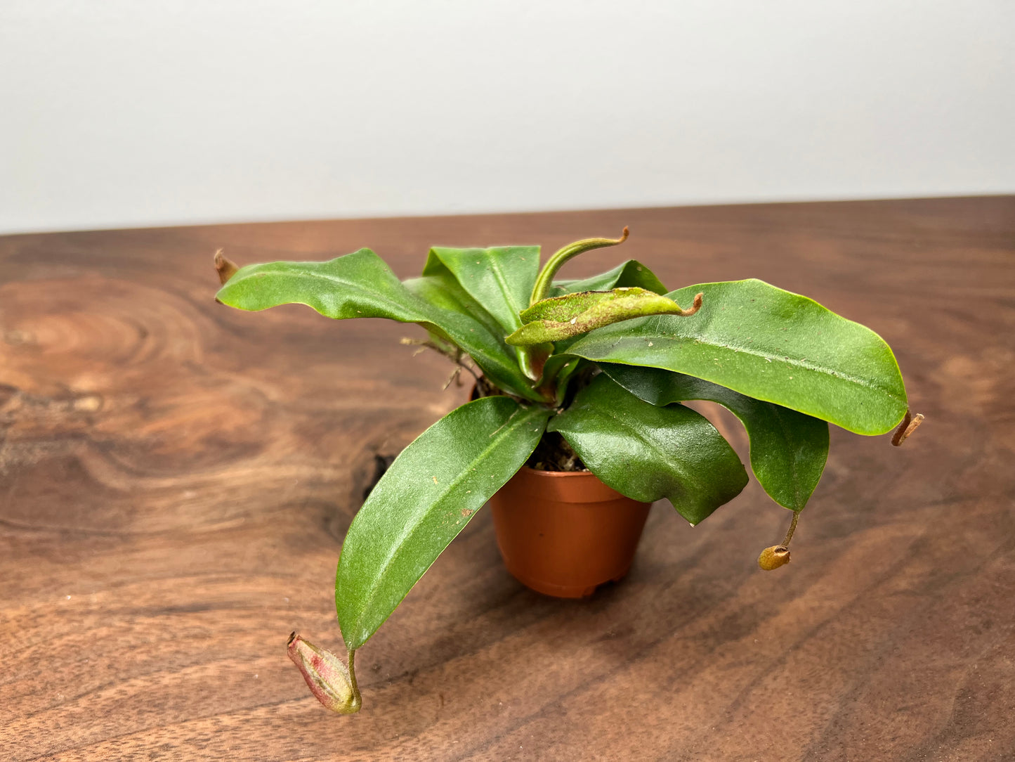 Carnivorous- Nepenthes multiple species