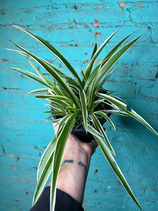 Spider Plant (Pet friendly) 6”