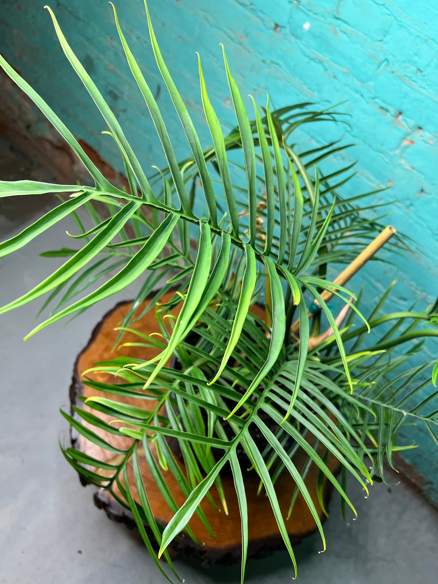 Philodendron Tortum 10”