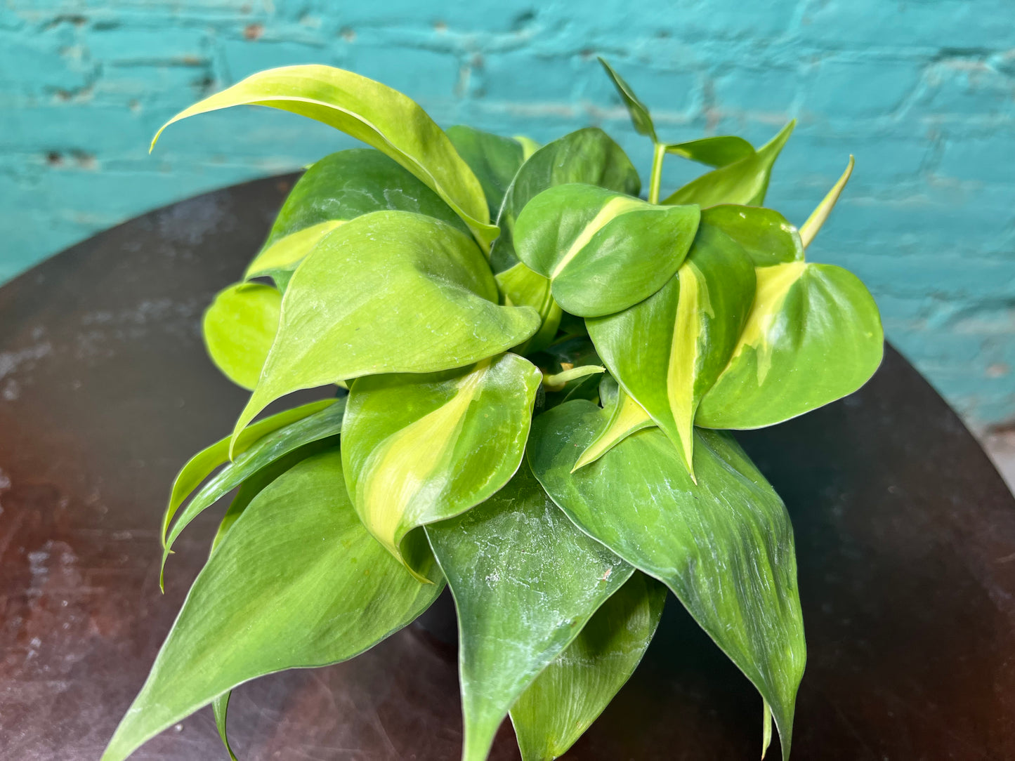 Philodendron Brasil 4”