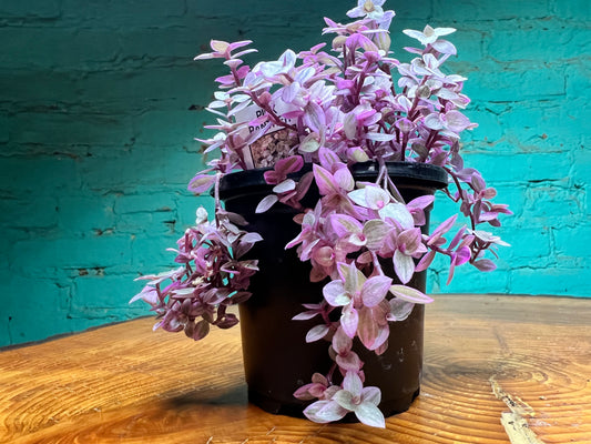 Pink Panther Bolivian Jew- Callisia