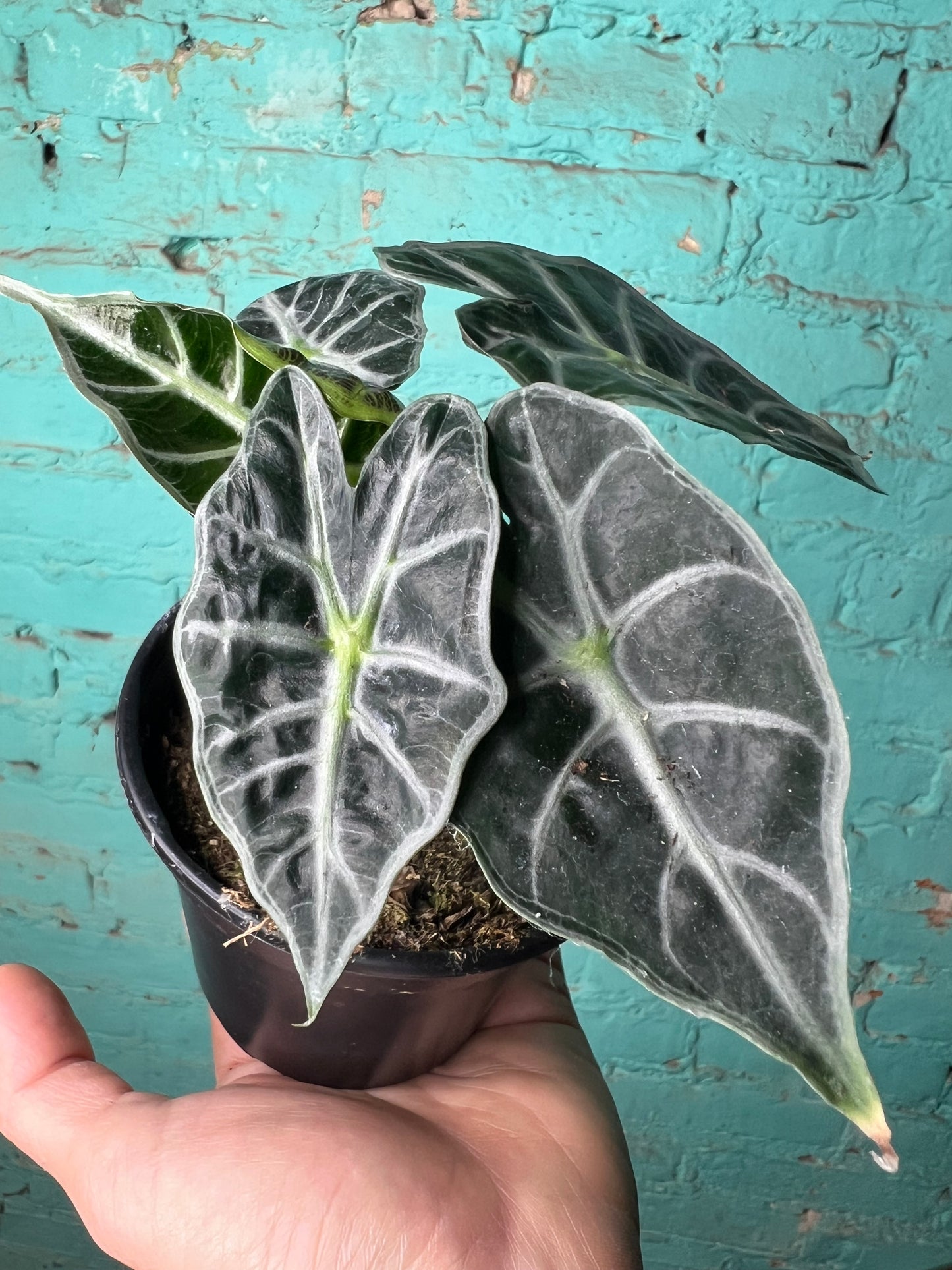 Alocasia Madalay 4”