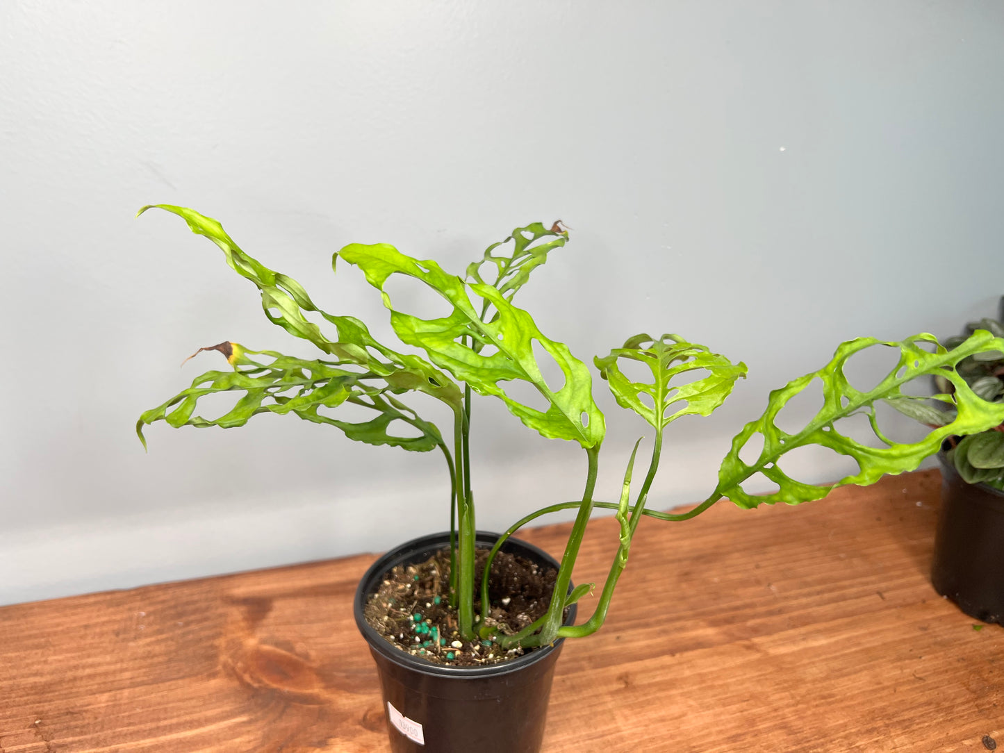 Monstera Oblique Peru