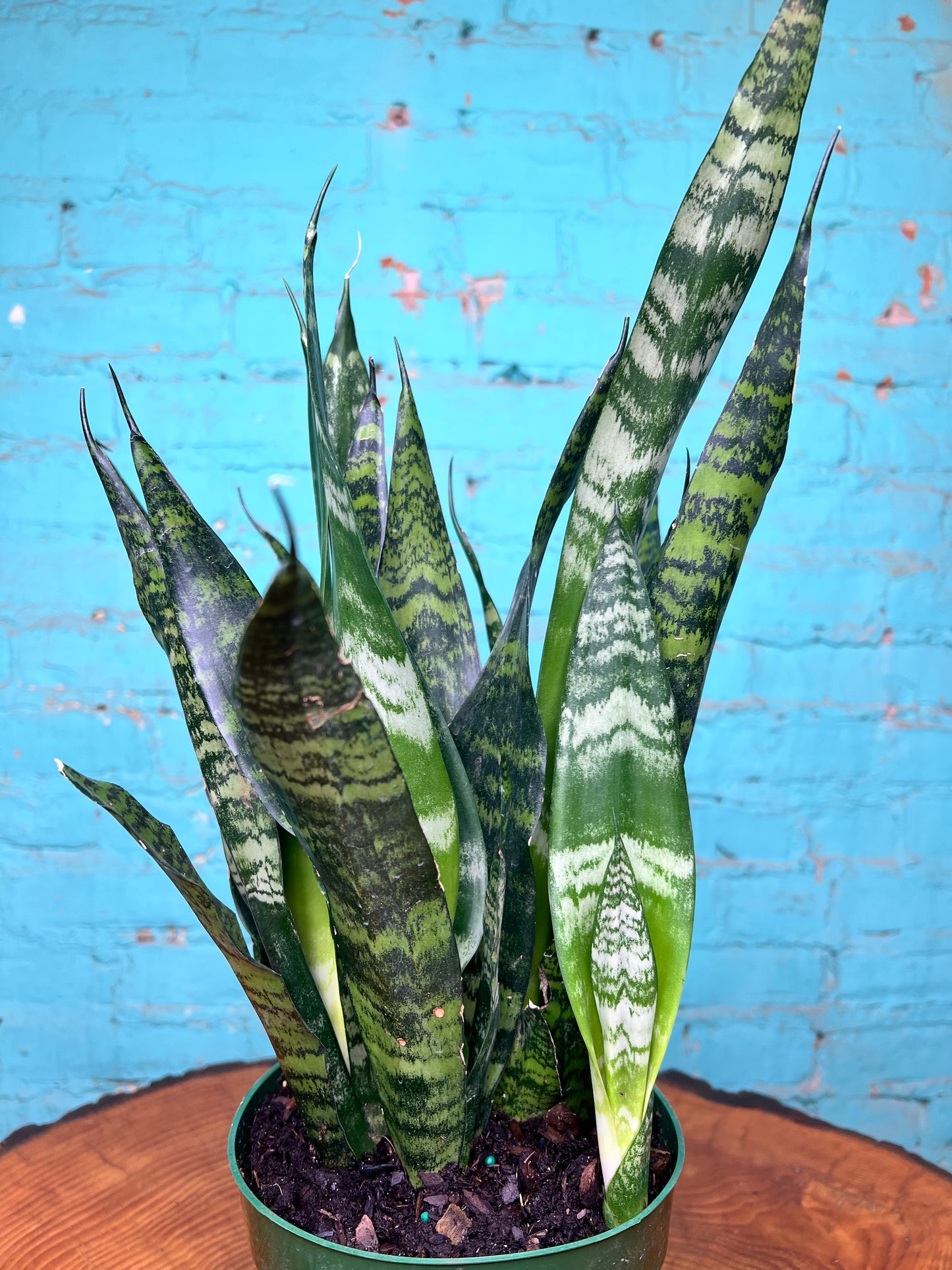 Sansevieria Black Coral “6