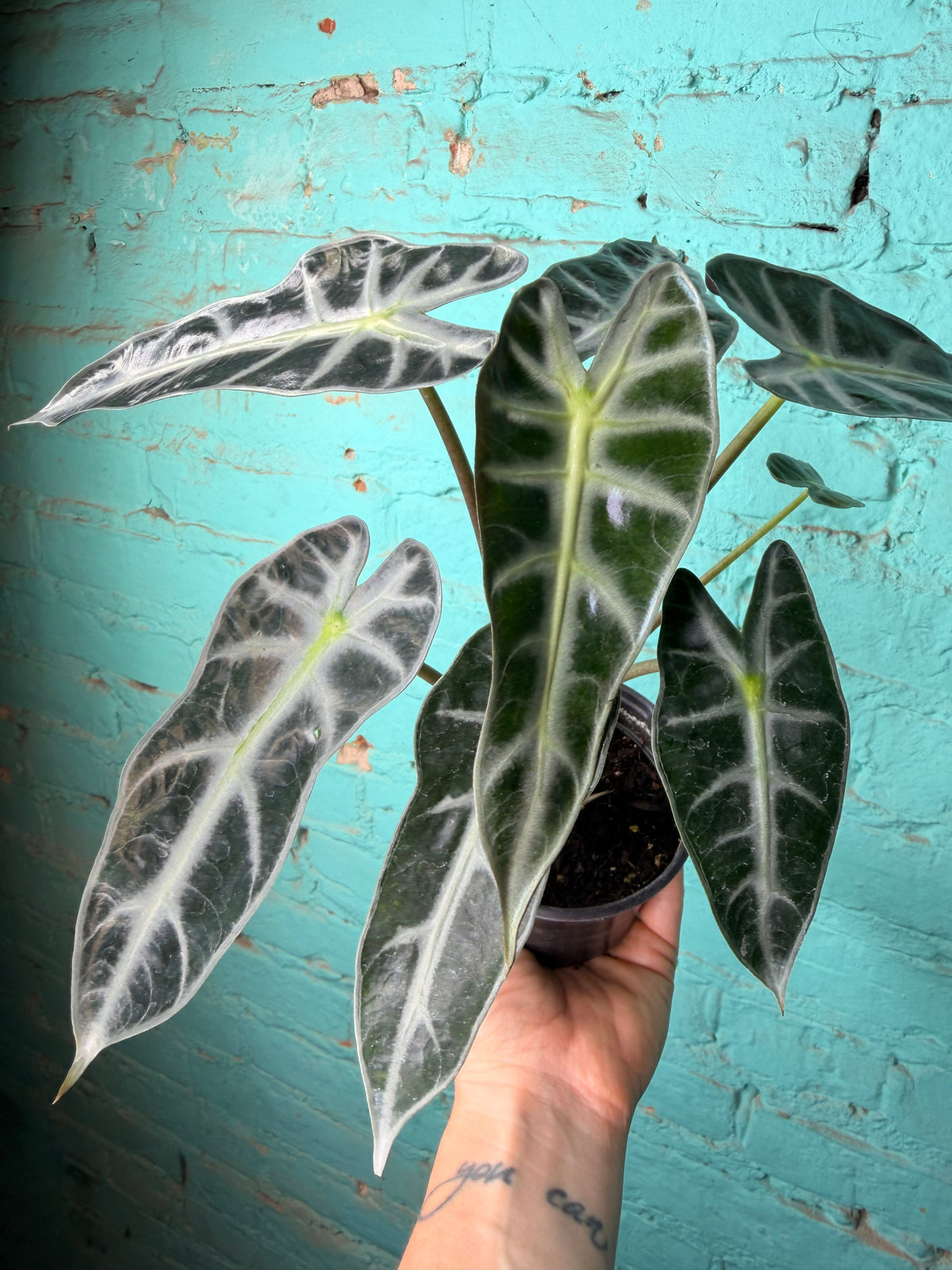 Alocasia ‘Bambino’ 4”