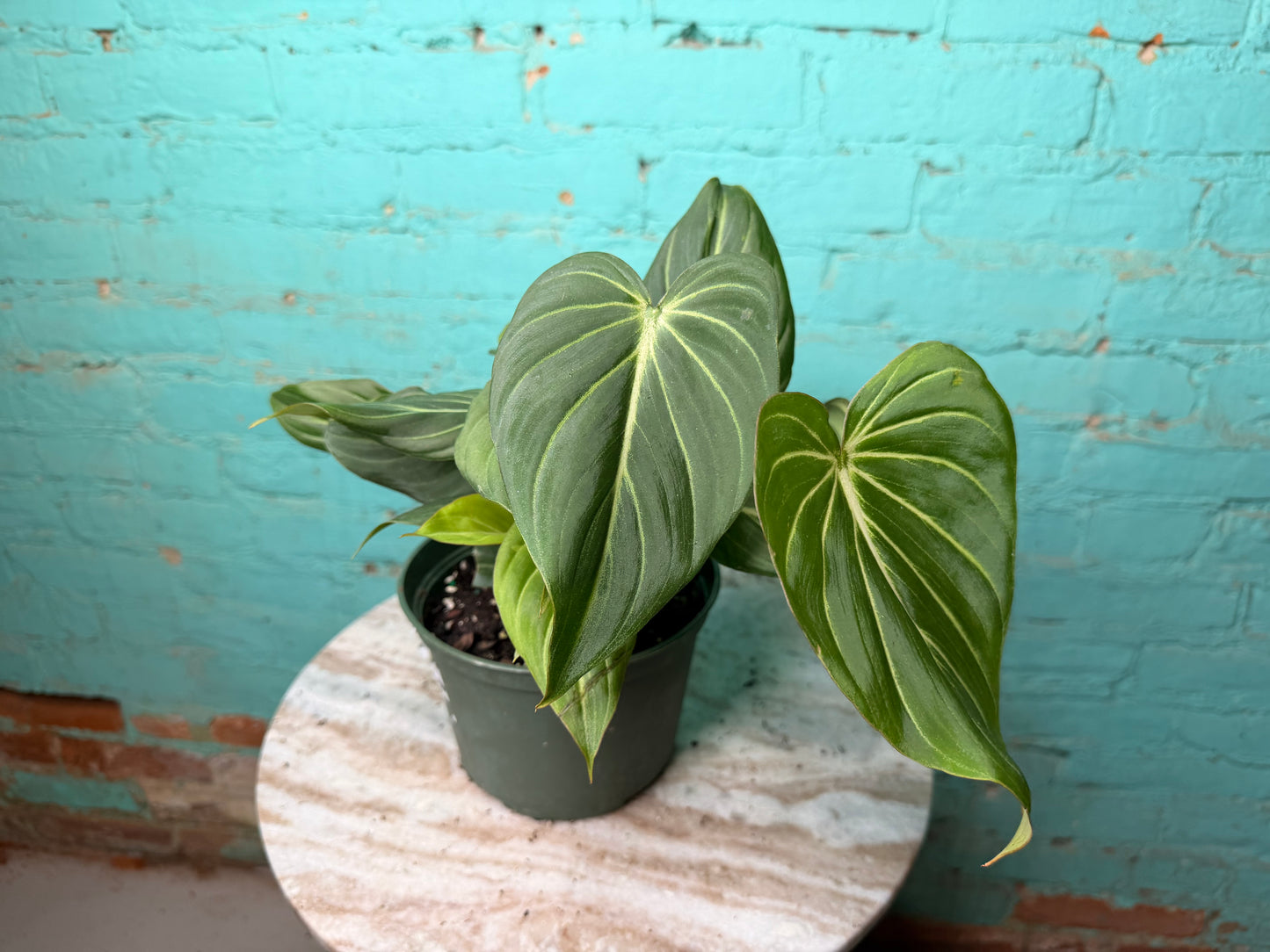 Philodendron Gloriosum 6”