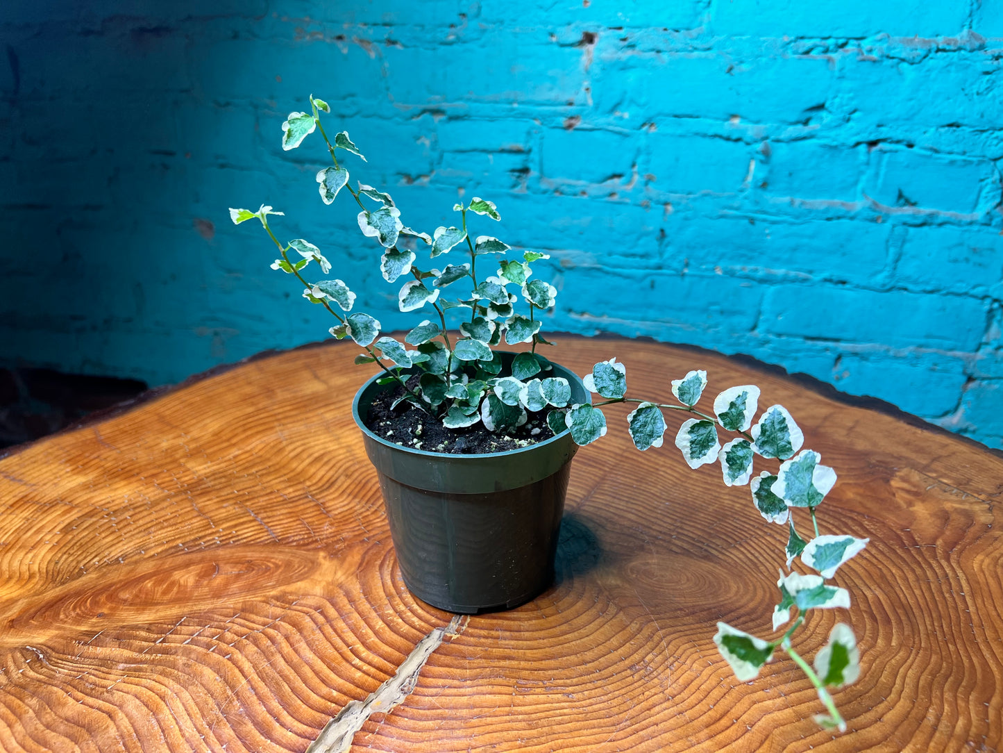 Creeping fig Variegated 4”
