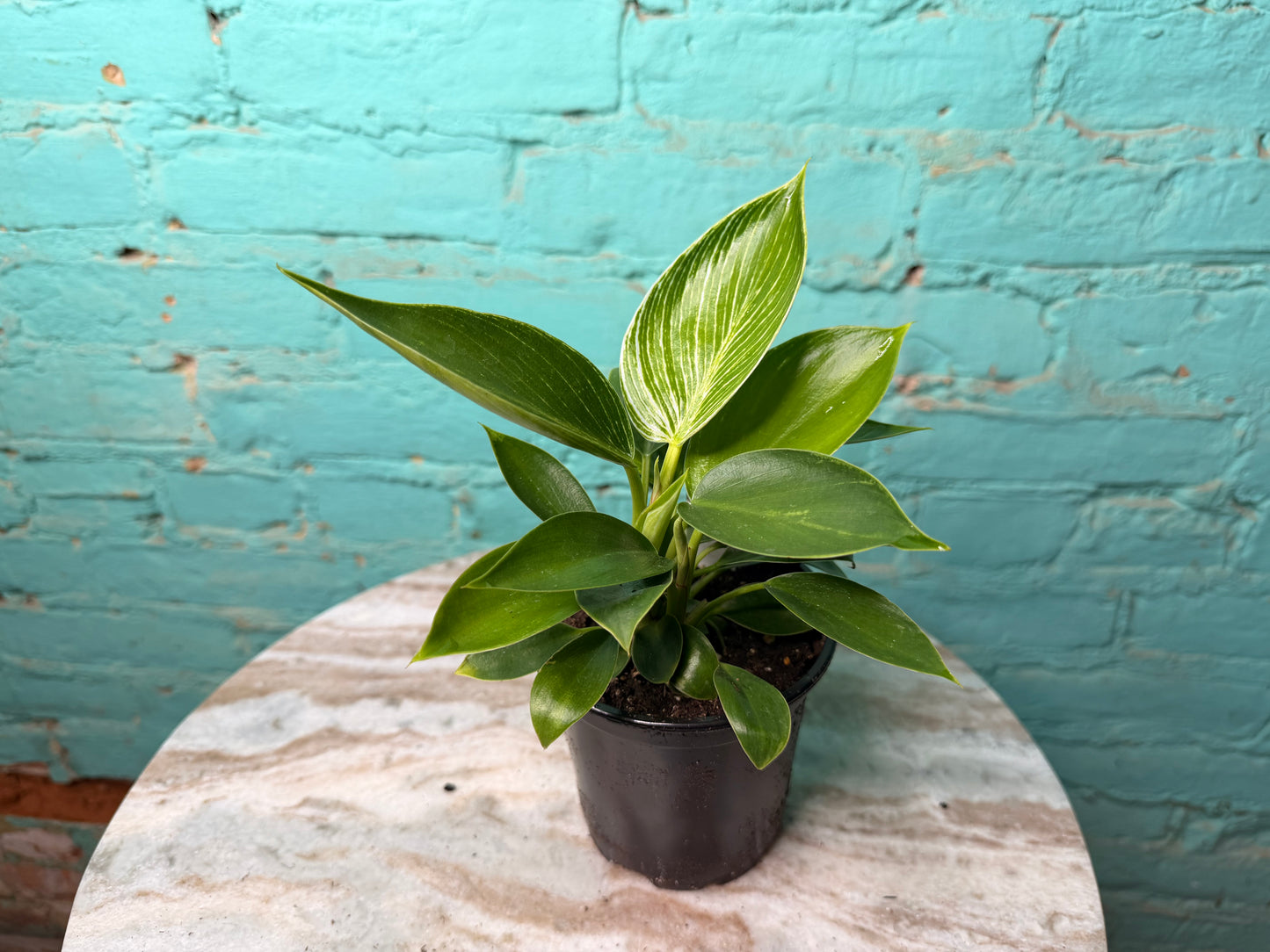 Philodendron Birkin 4”