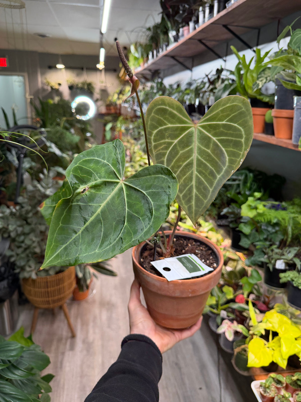 Anthurium Clarnervium vs Delta Force 4”
