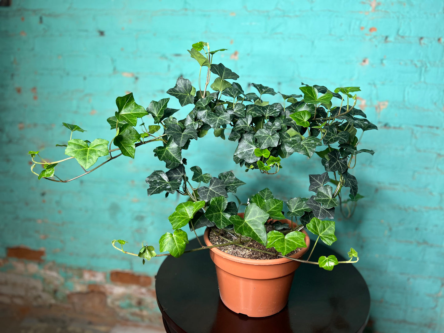 Ivy Topiary Heart 8”