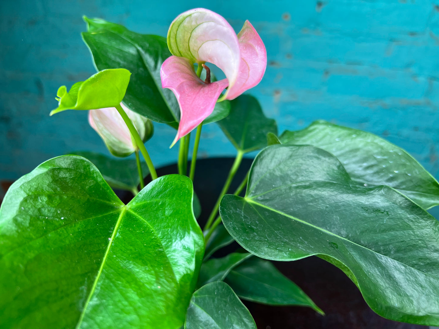Anthurium 4”