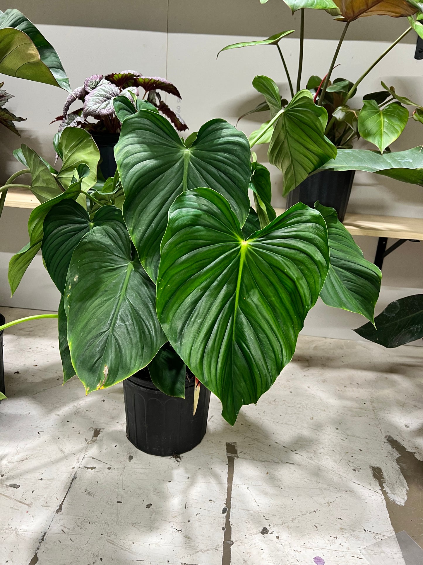 Philodendron Peltatum 10”