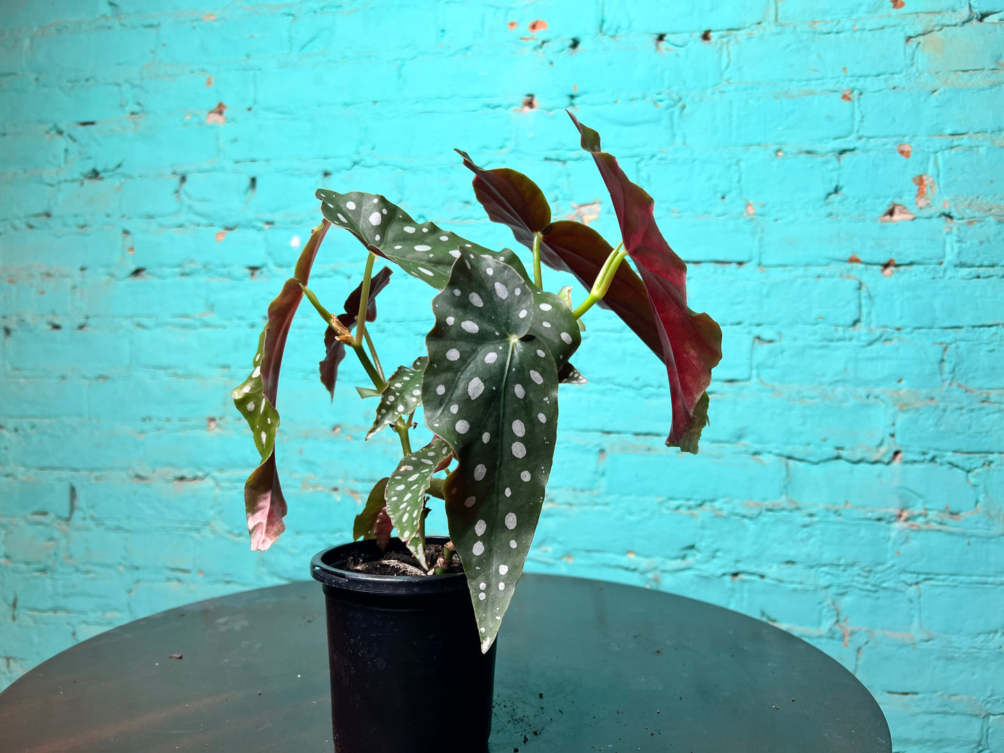 Begonia Maculata- Polka Dot 4”