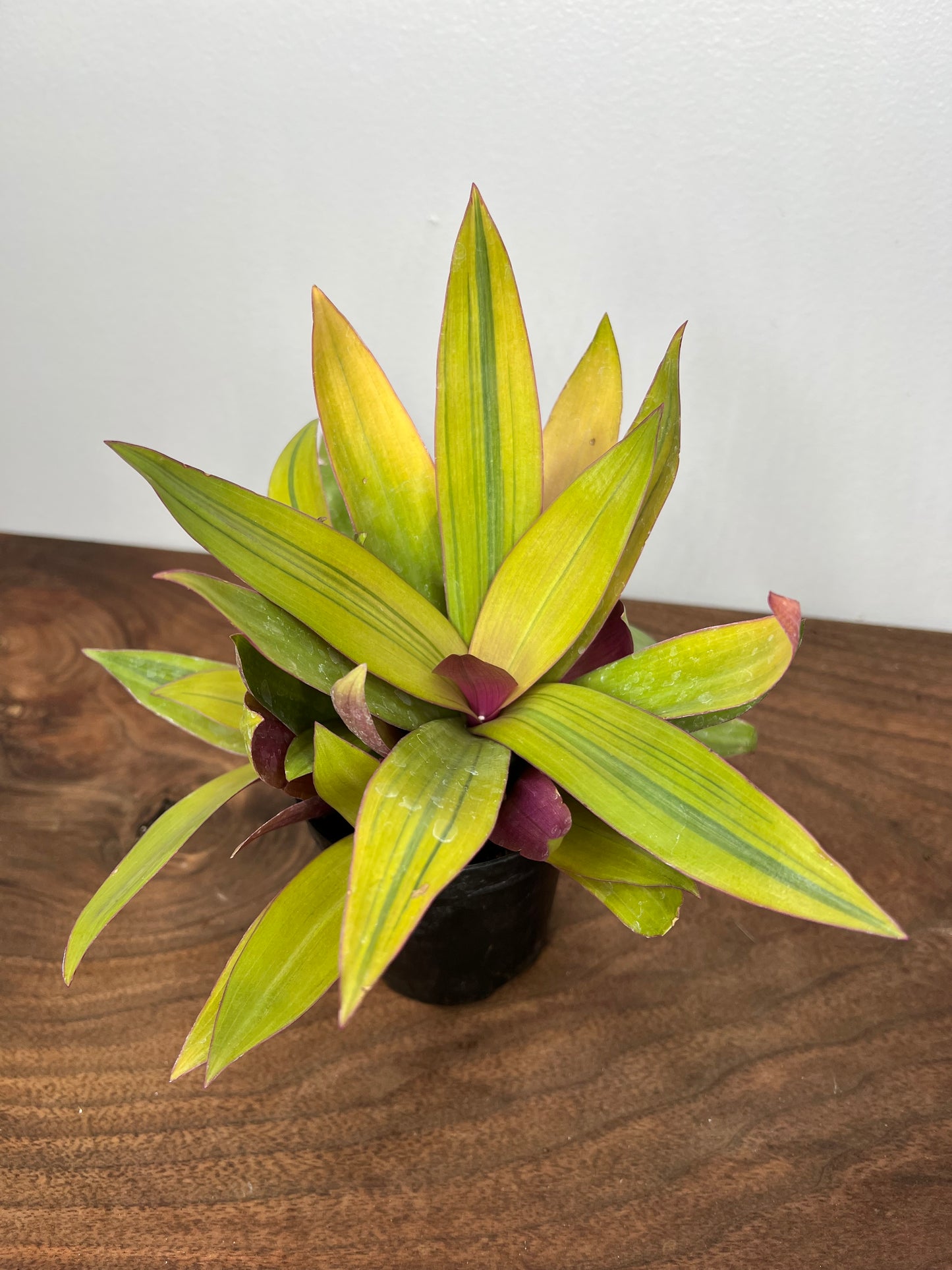 Tradescantia Spathacea “Moses in the cradle”