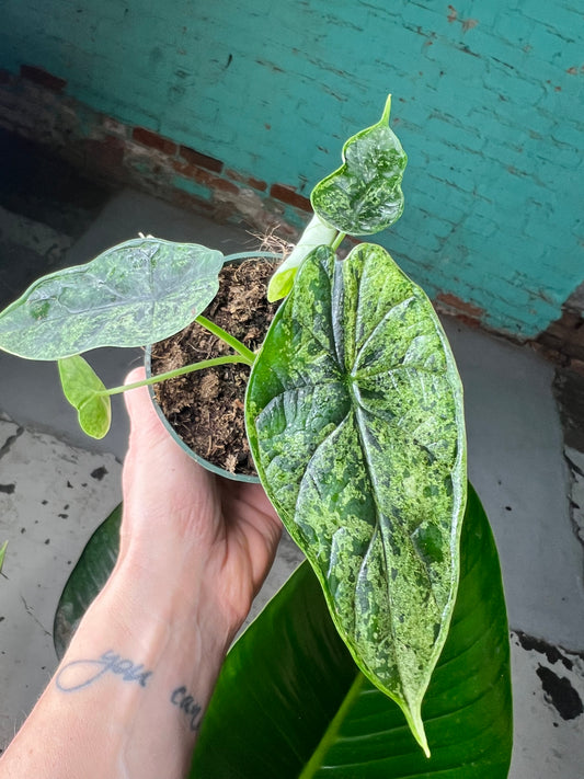 Alocasia Dragon Scale Mint 4”