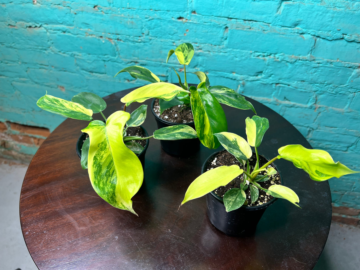 Philodendron Florida Beauty Variegated 4”