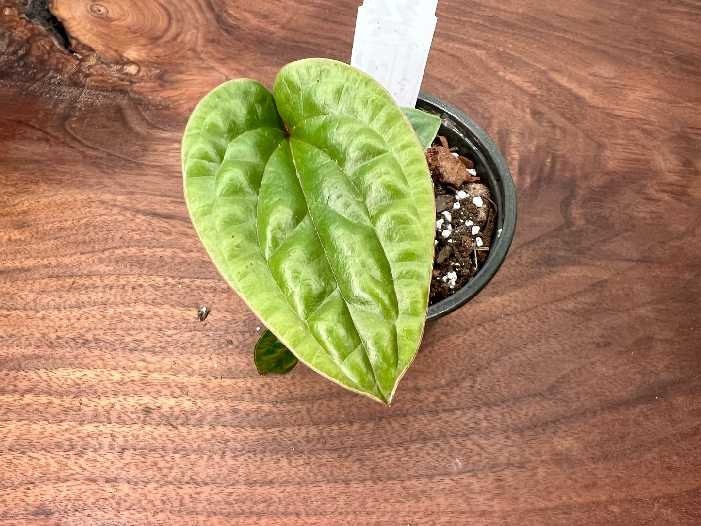 Anthurium Radican X Luxurian 4”