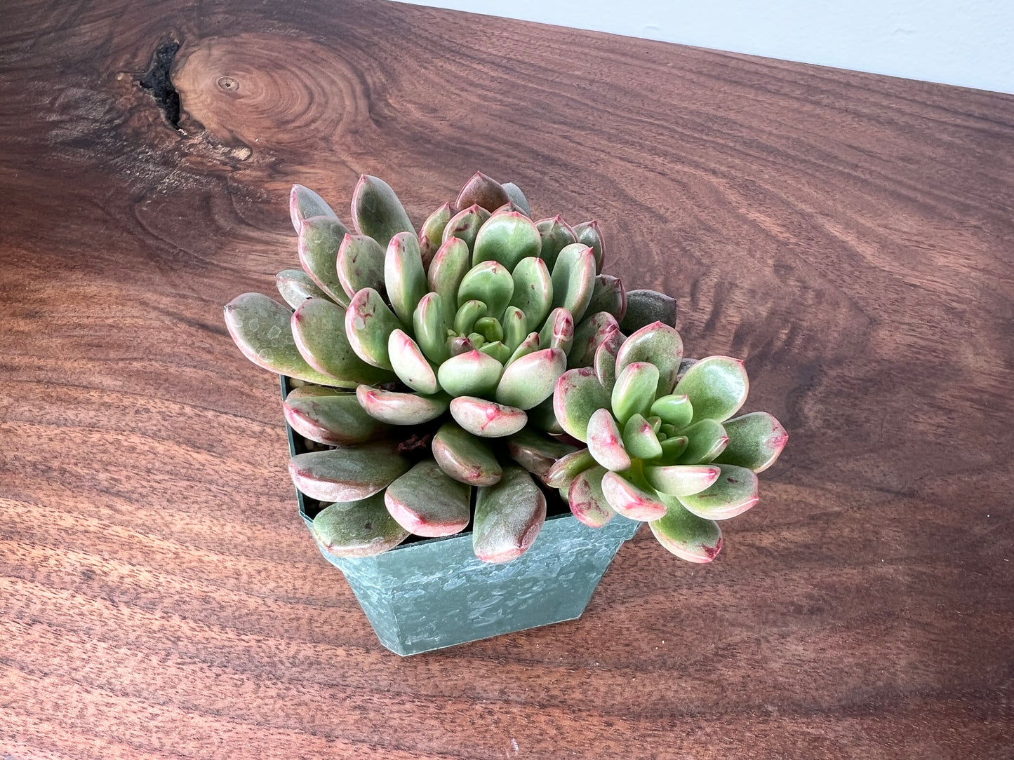 Echeveria 1