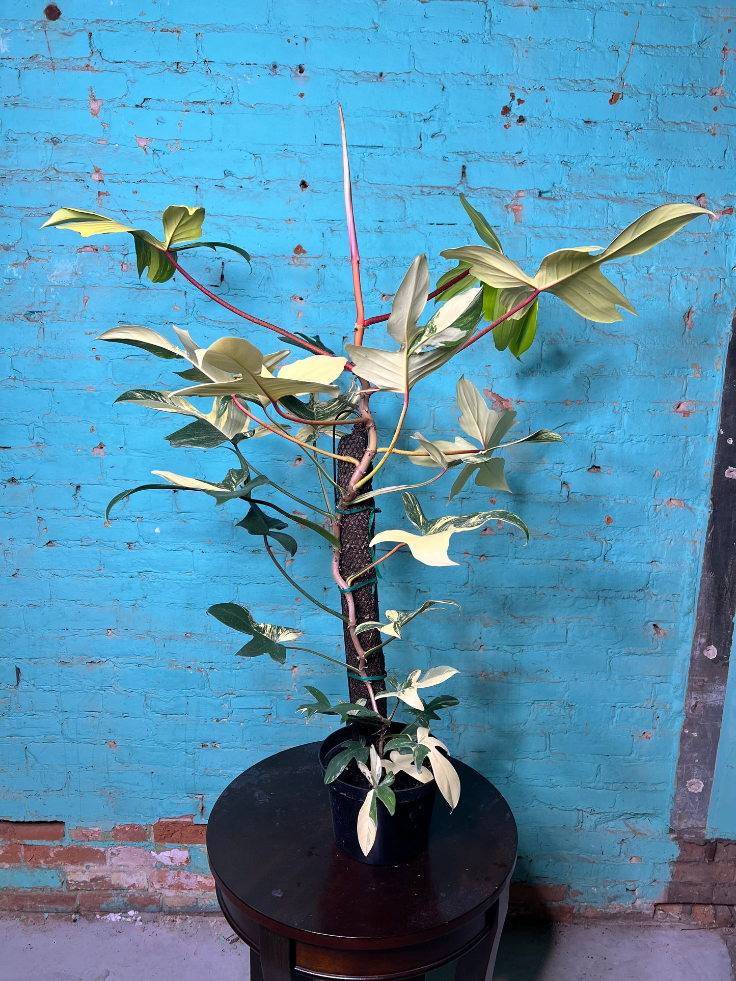 Philodendron Variegated Florida Beauty 8”