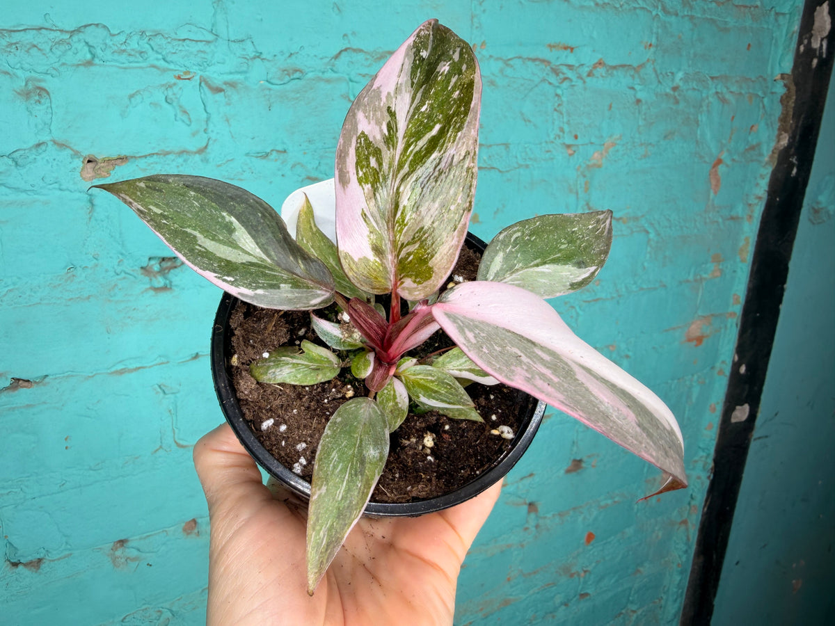 Philodendron Pink Marble Princess 4”