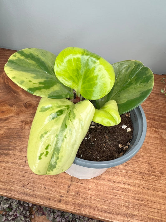 Peperomia Obtusifolia Marble
