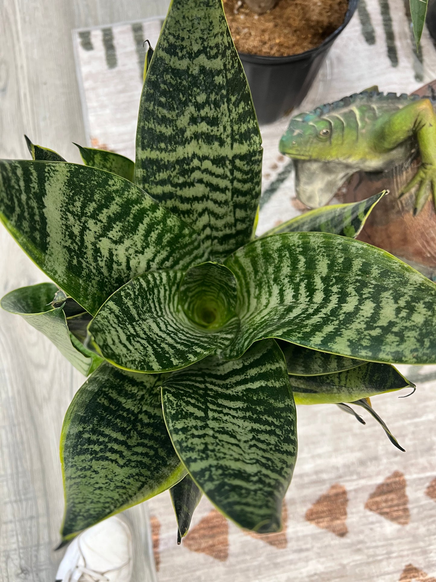 Snake plant 8”