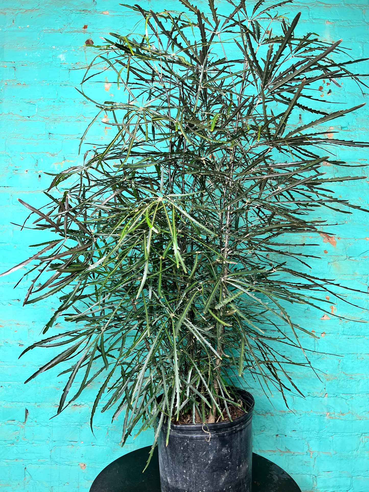 Aralia Elegantissima 10”