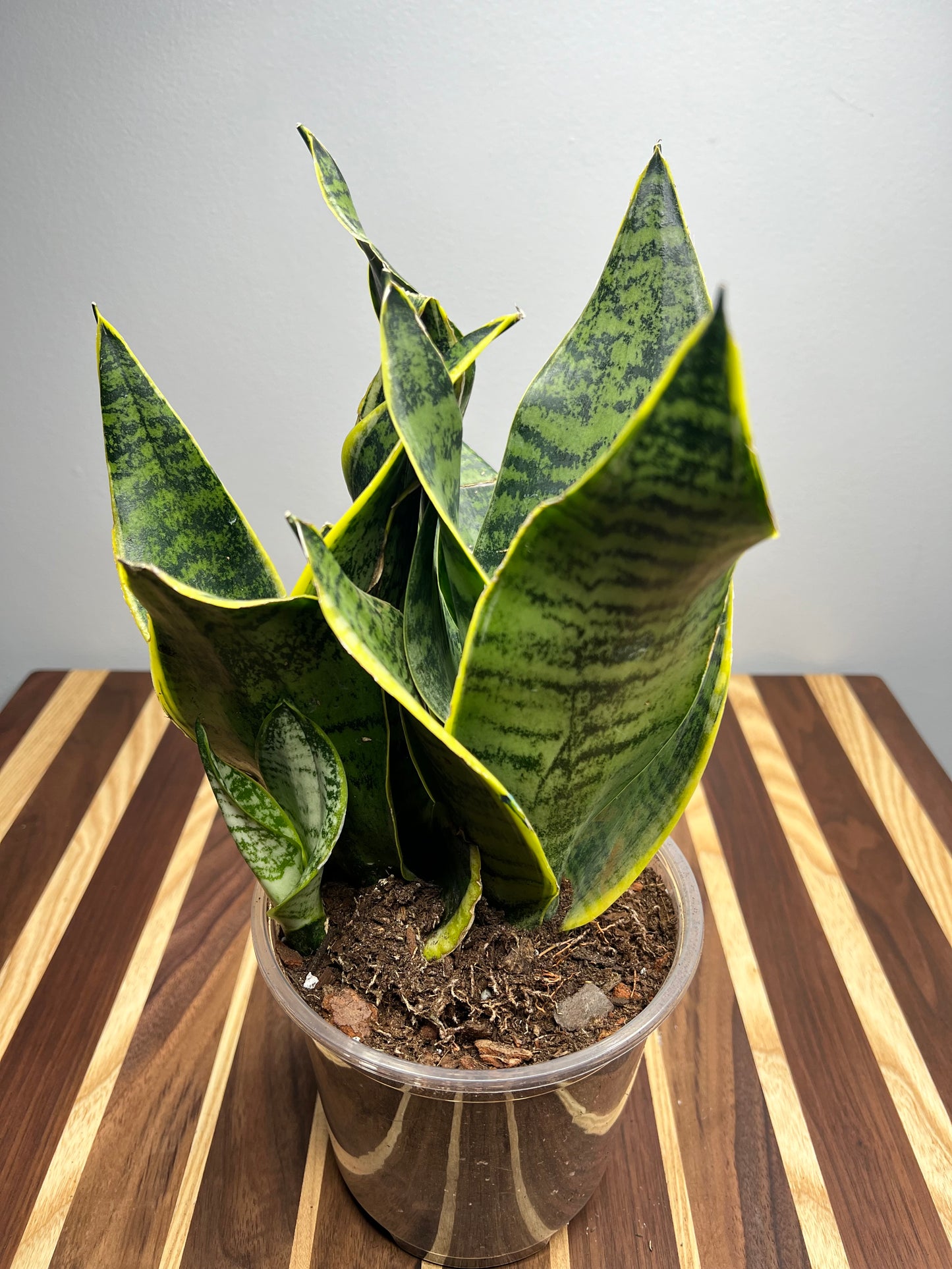 Snake plant-Laurentii 6”