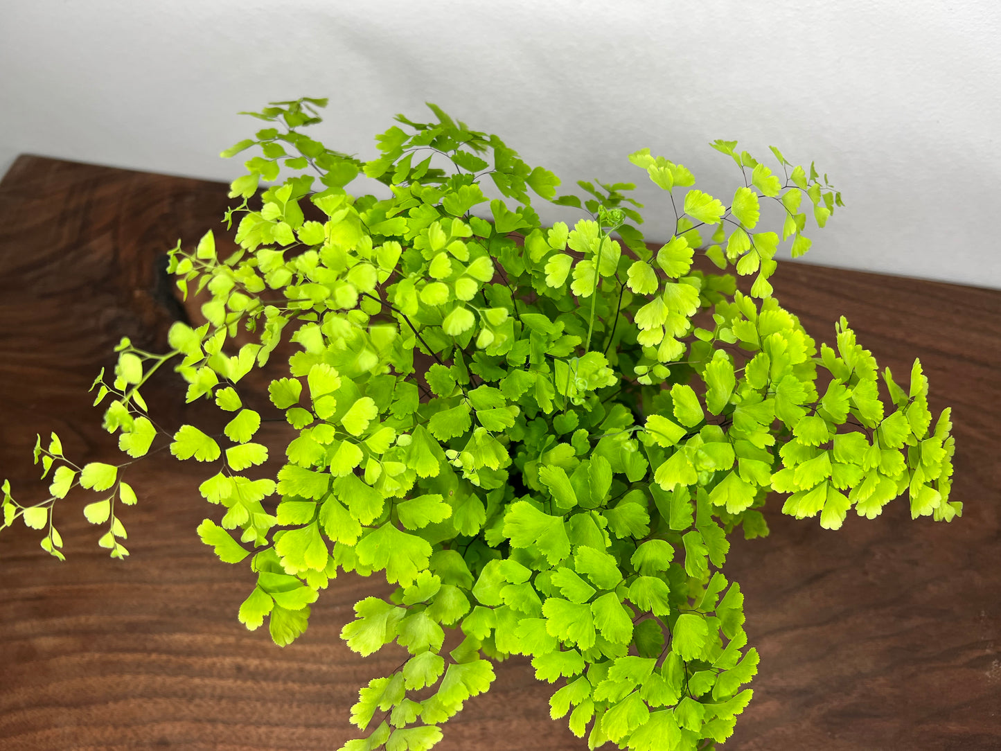 Fern Maidenhair- Misty Cloud