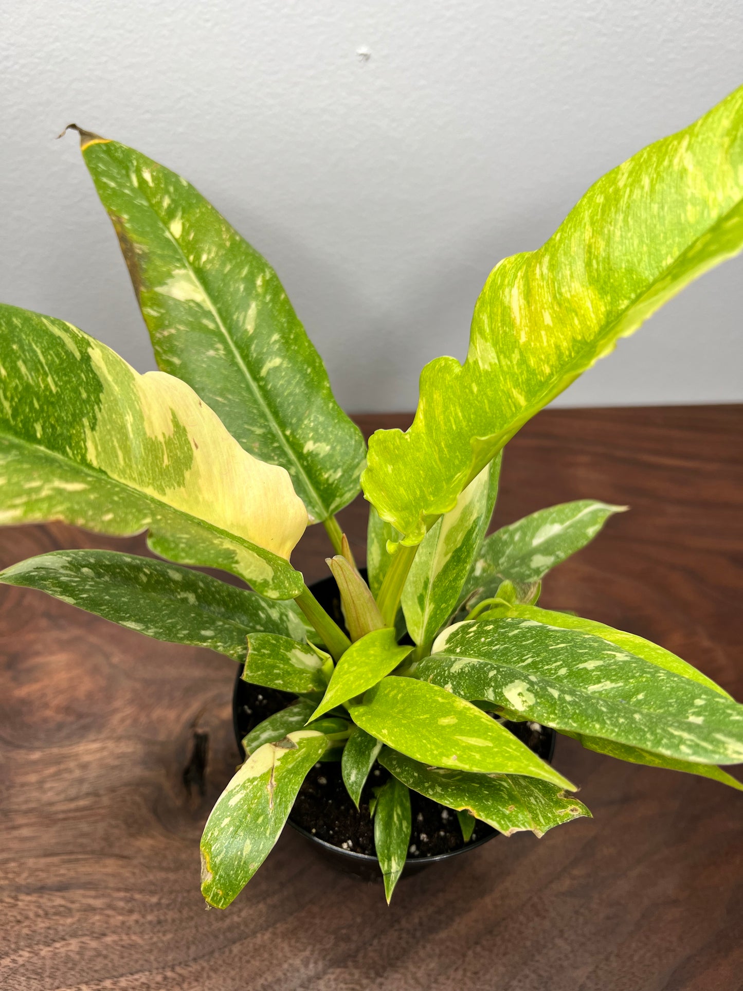 Philodendron Ring of Fire