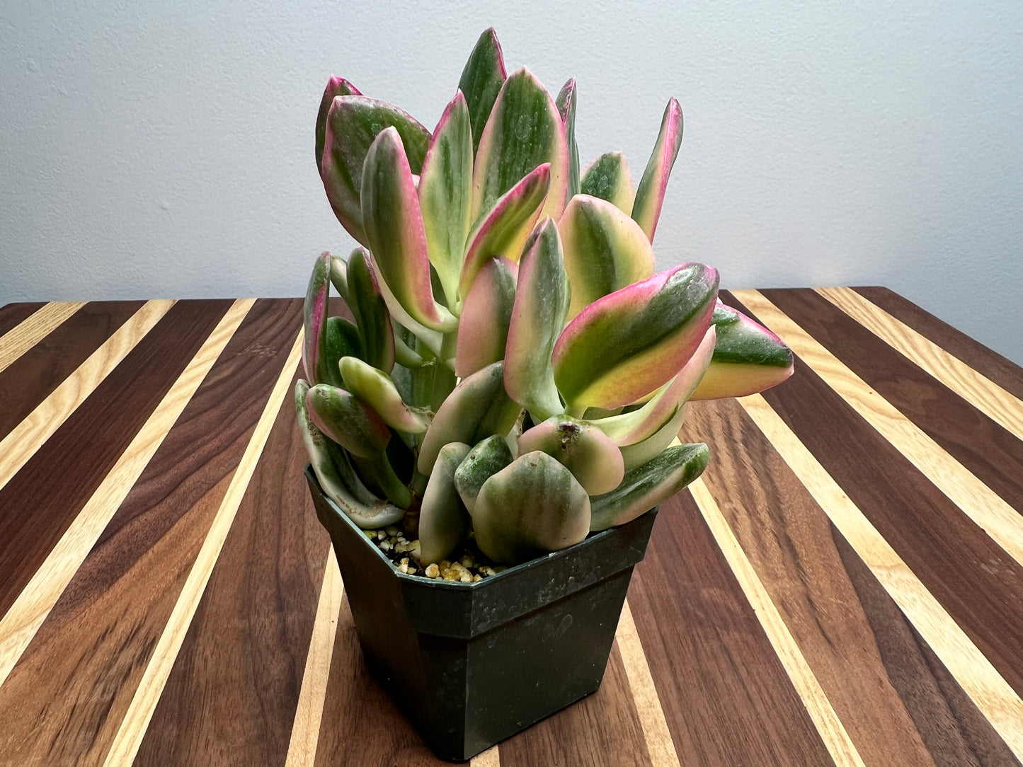 Jade- Variegated 3”