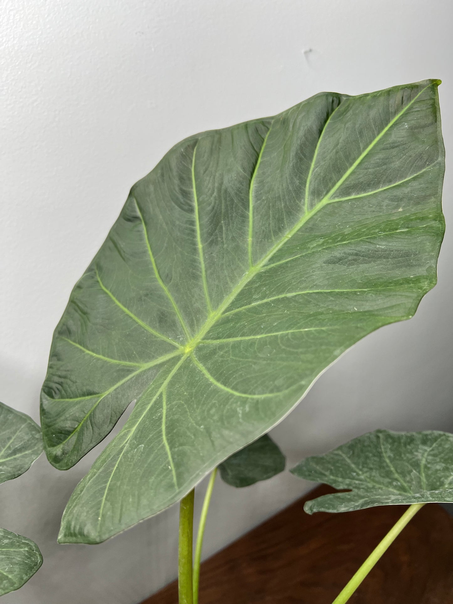 Alocasia Regal Shield 6”