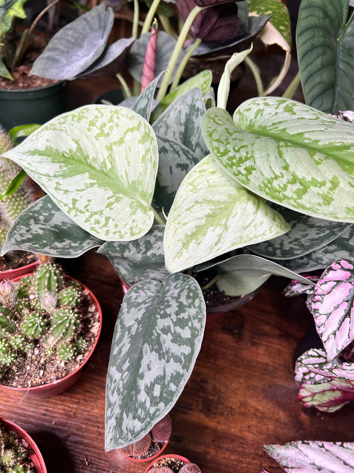 Scindapsus Pictus (Satin Pothos) 6”