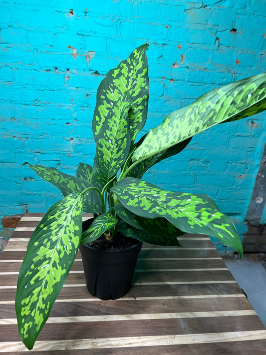 Dieffenbachia CHEETAH 6”