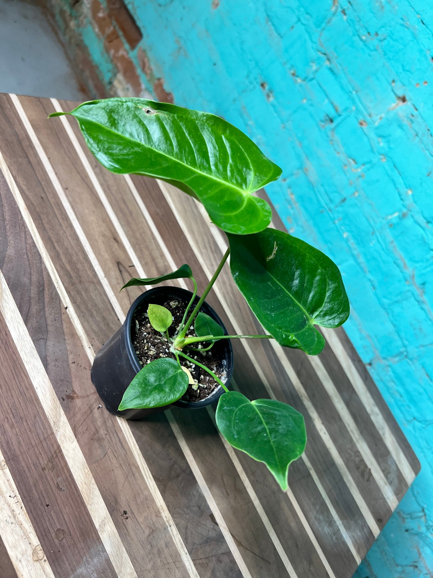 Anthurium Veitchii 4”