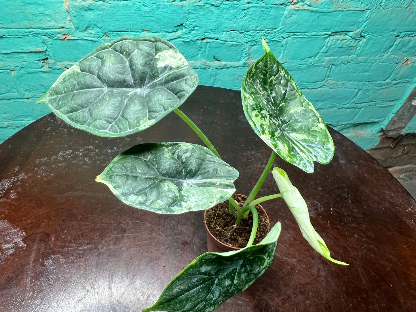 Alocasia Dragon Scale Albo 3”