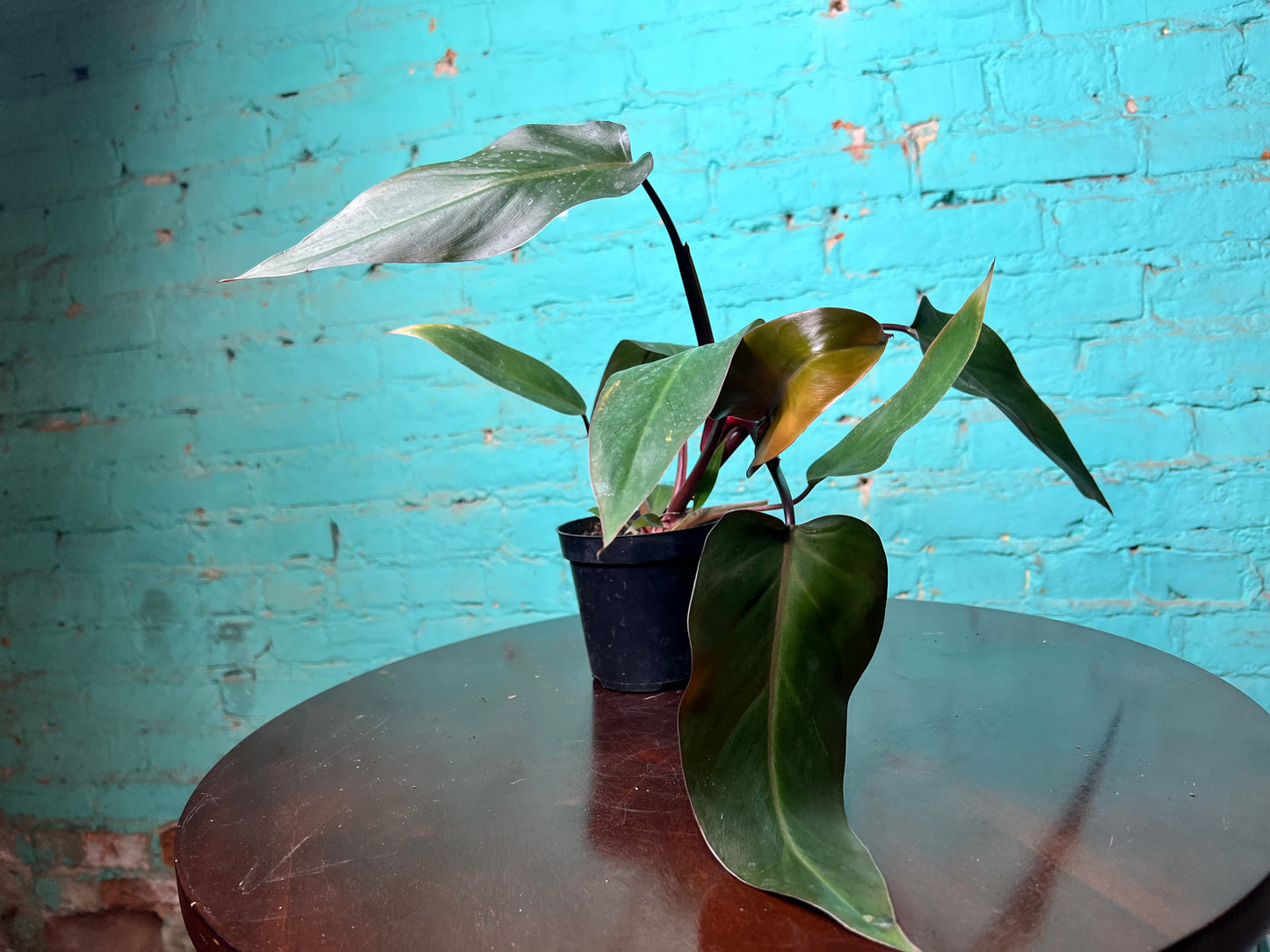 Philodendron Majesty 4”