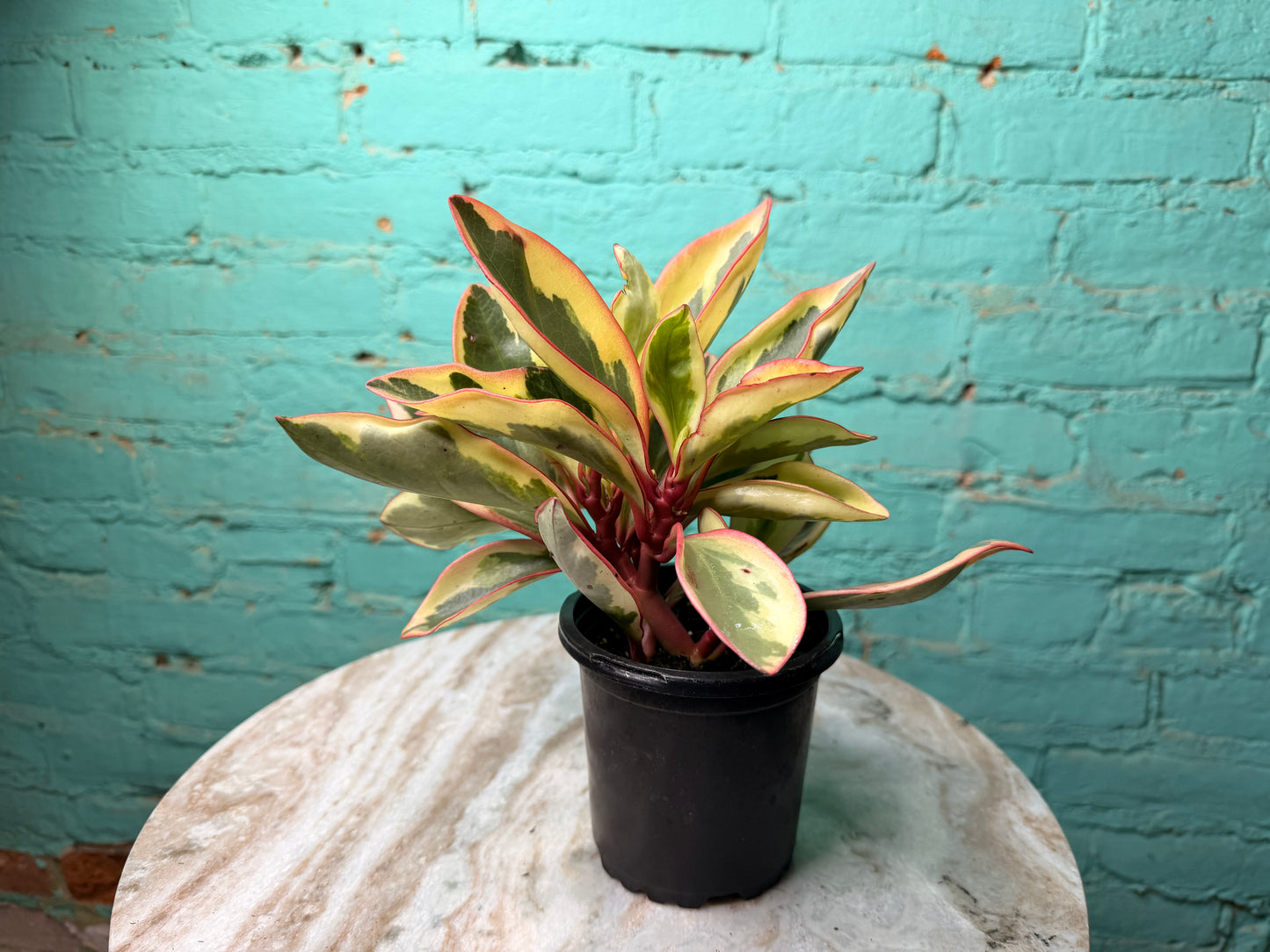 Peperomia- Ginny (Rainbow)