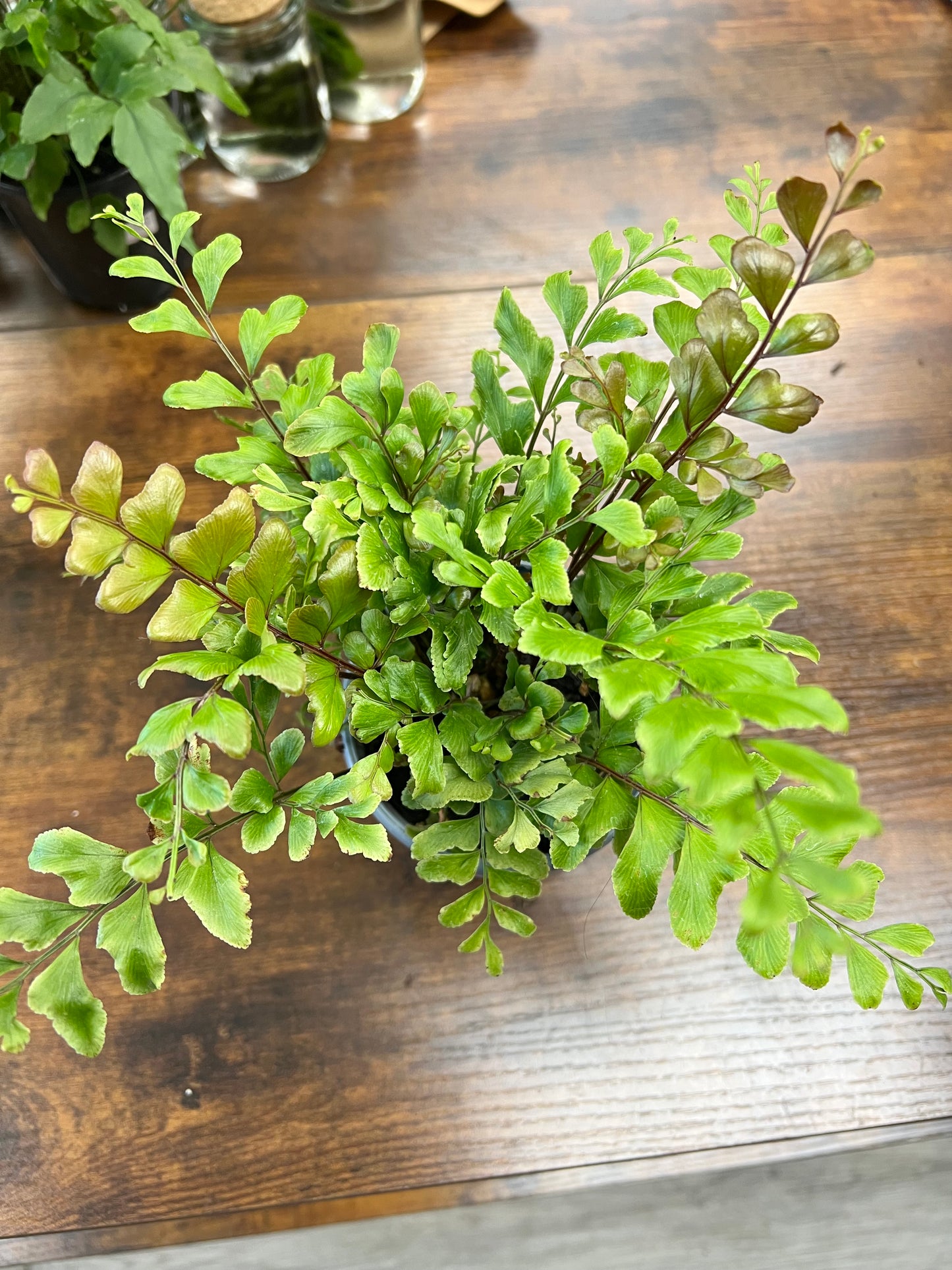 Maple Maiden Hair Fern 4”