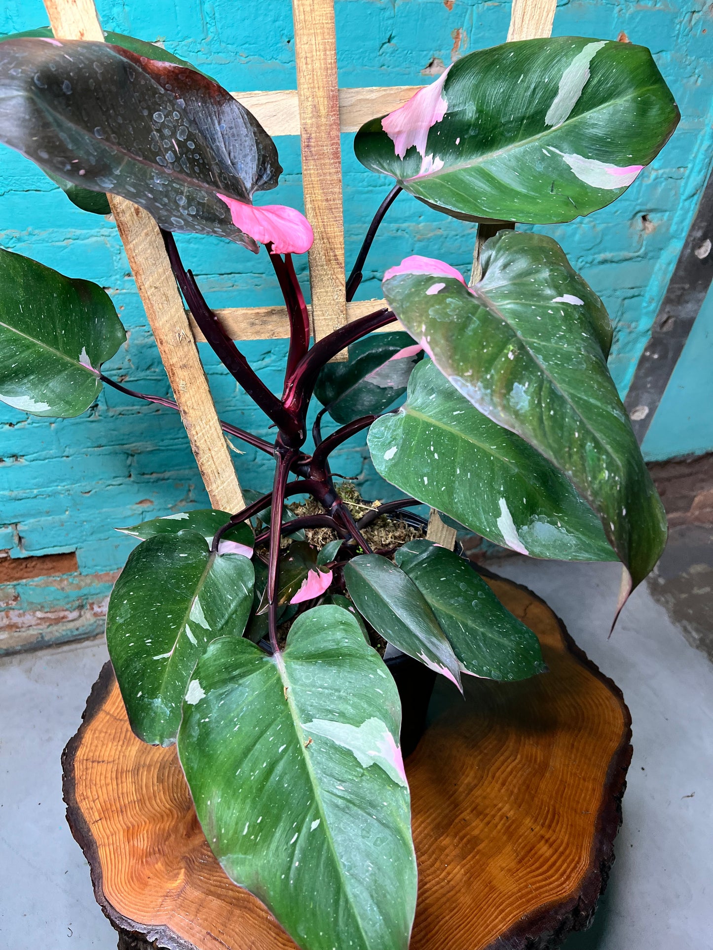 Philodendron-Pink princess Trellis 10”