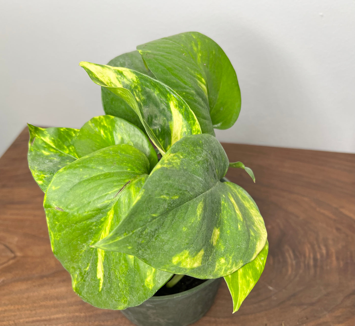 Hawaiian Pothos 4” (very large leaves)