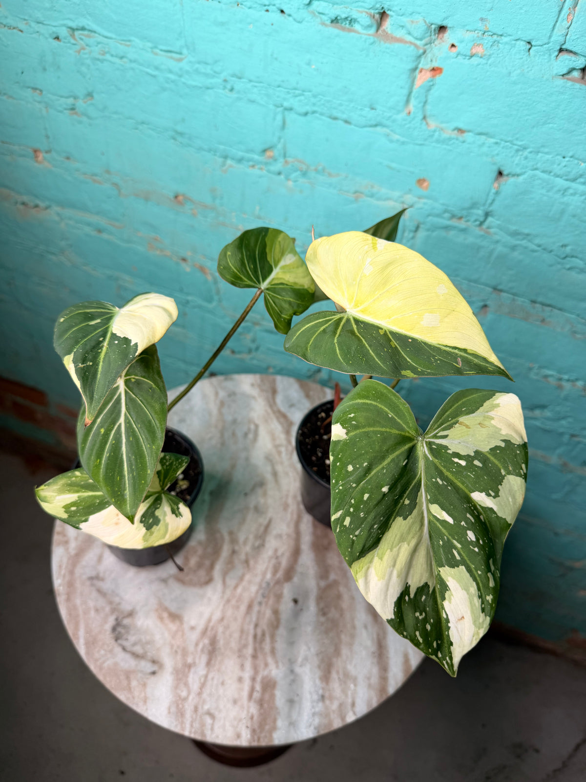 Philodendron Gloriosum Variegated Type 2