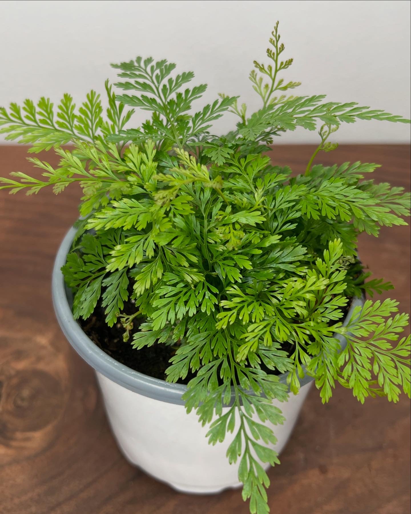 Rabbit foot fern 4”