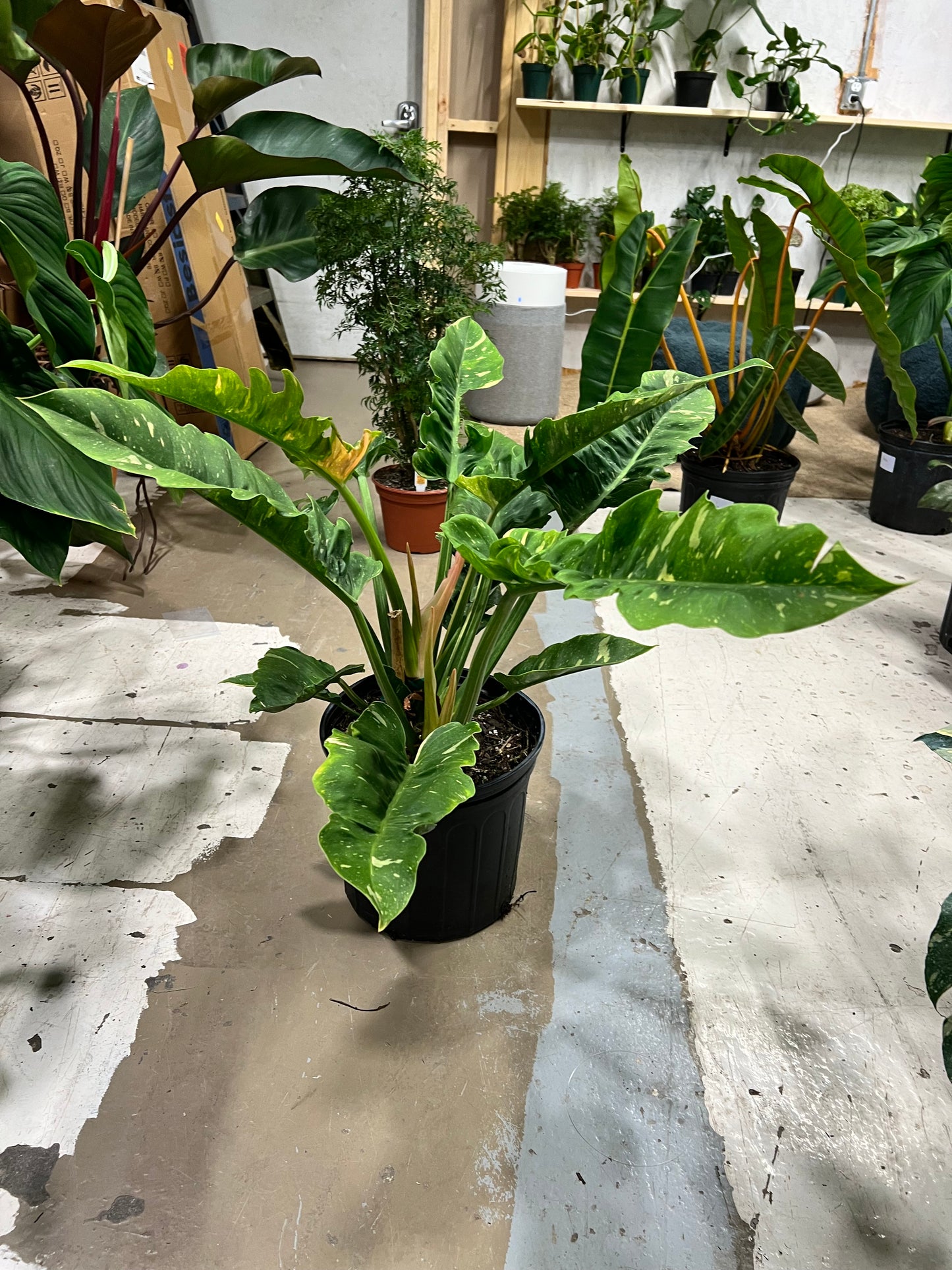 Philodendron Ring of Fire 10”