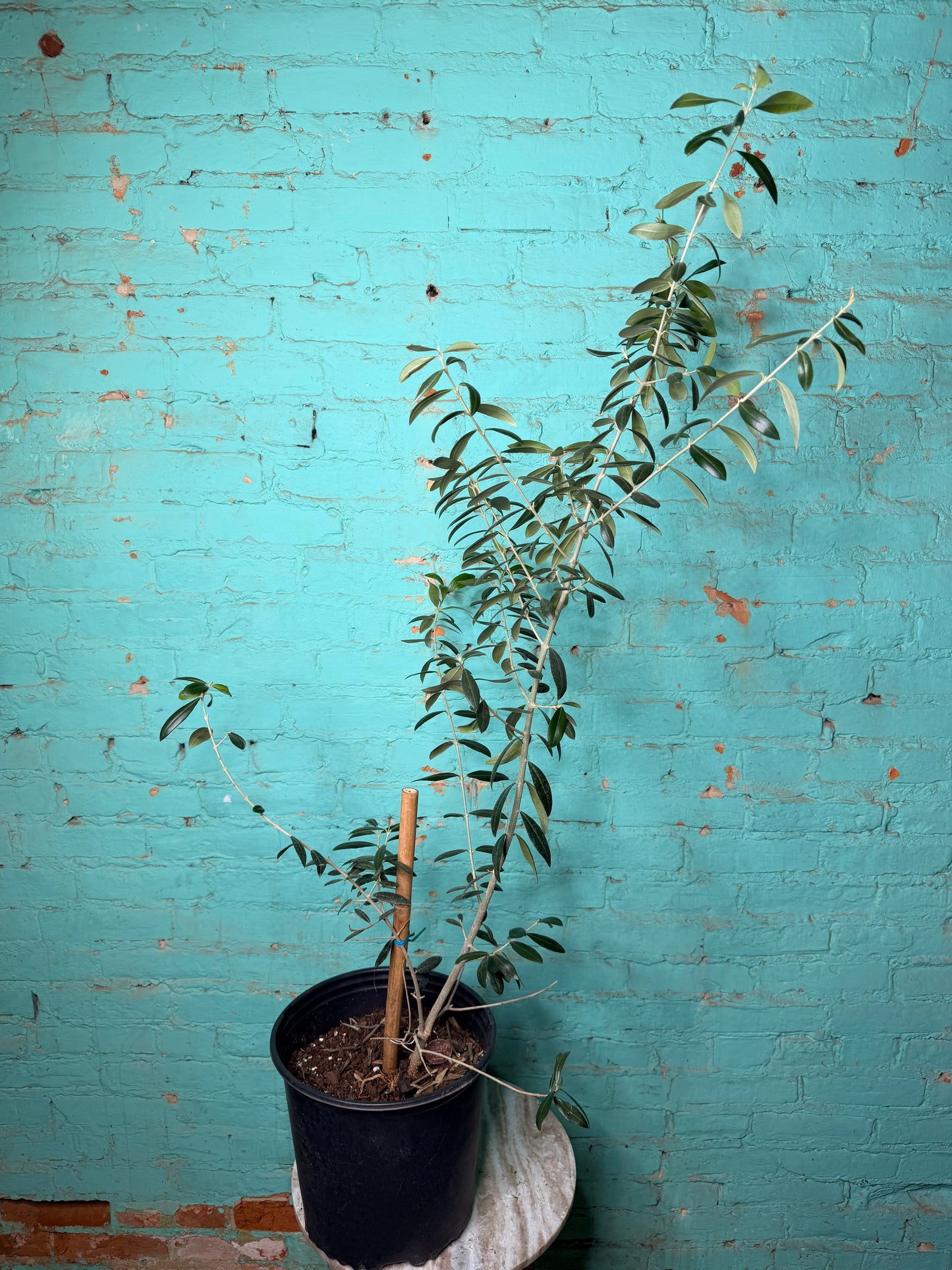 European Olive Tree 8”